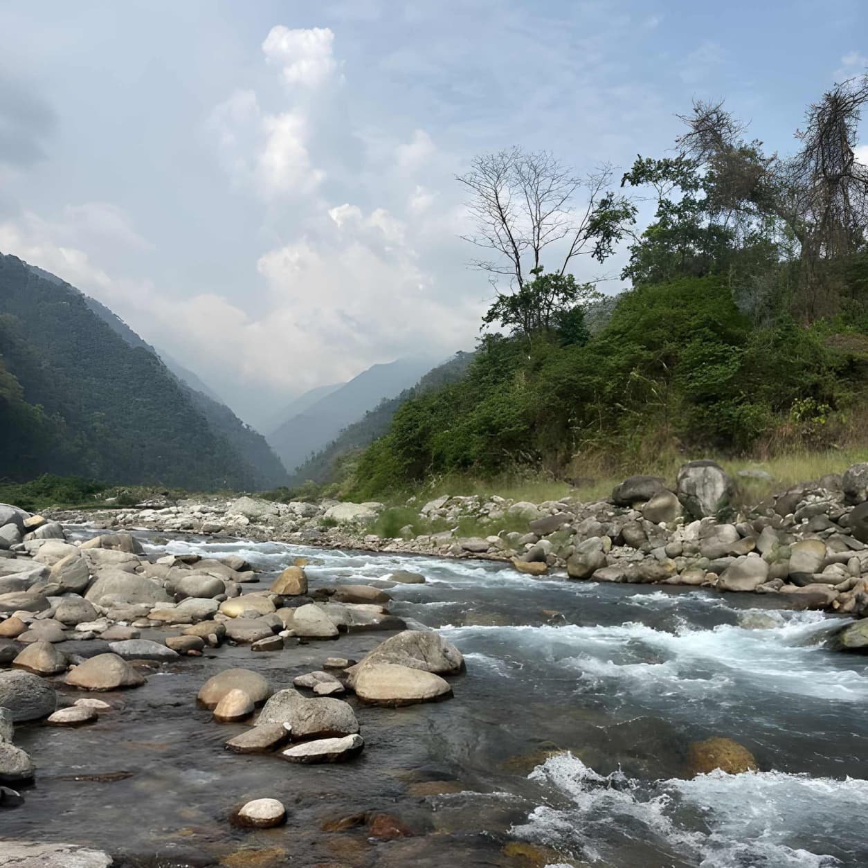 Meghalaya Forest