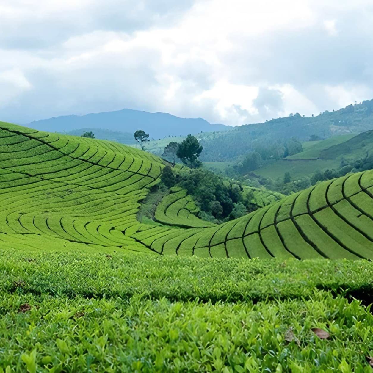 Meghalaya Adventure
